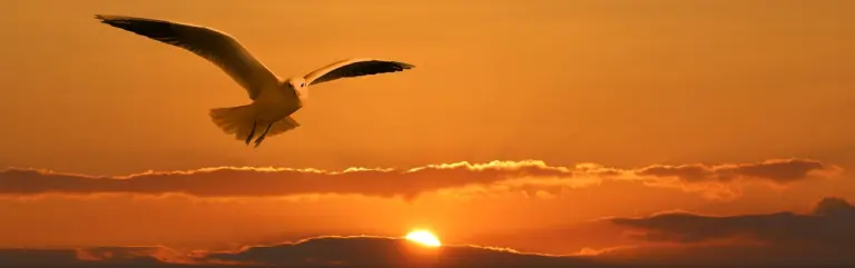 Learning to Fly After the Empty Nest