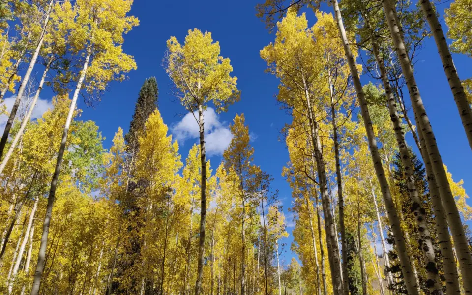 Looking up through golden aspen trees against a deep blue Colorado sky